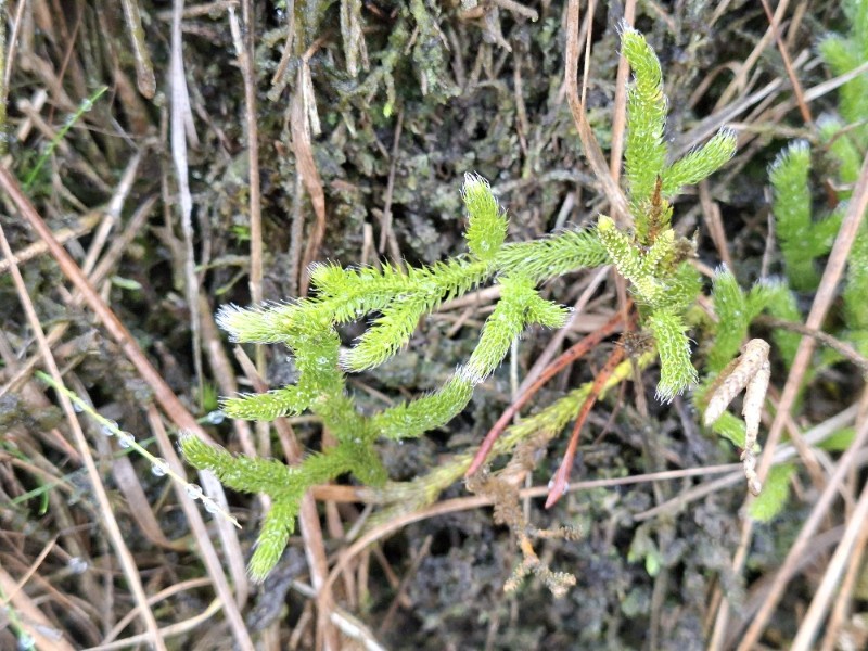 Lycopodium clavatum (stag's-horn clubmoss) (alternate view 11)