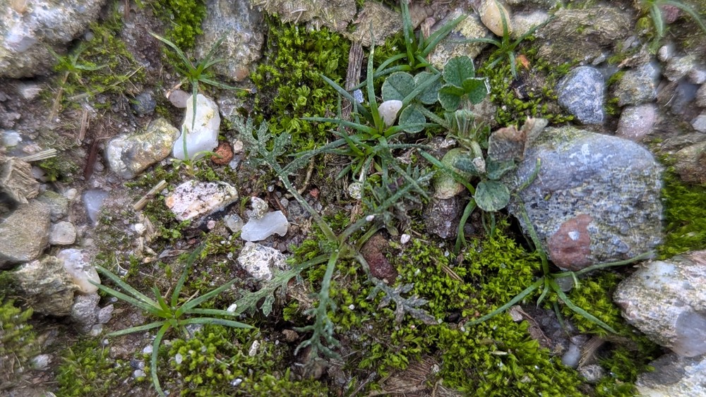 Sagina procumbens (pearlwort) (alternate view 13)