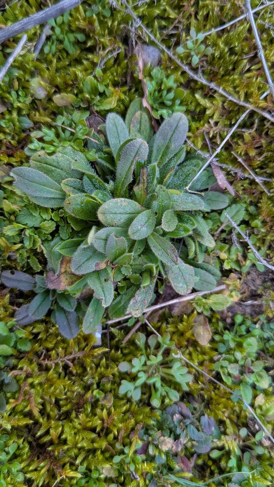 Myosotis (Forget-me-nots) (alternate view 3)