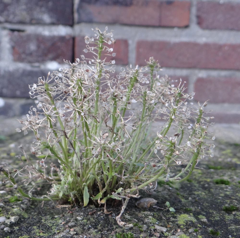 Lobularia maritima (sweet alyssum) (alternate view 11)