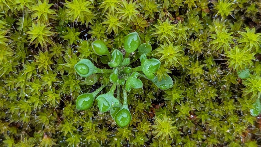 Saxifraga tridactylites (Rue-leaved Saxifrage) (alternate view 14)
