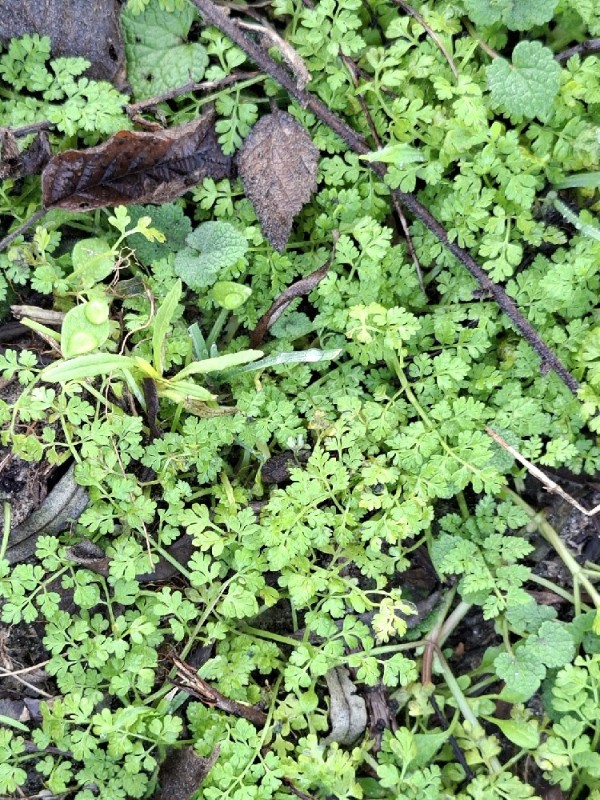 Anthriscus caucalis (Bur Parsley) (alternate view 15)