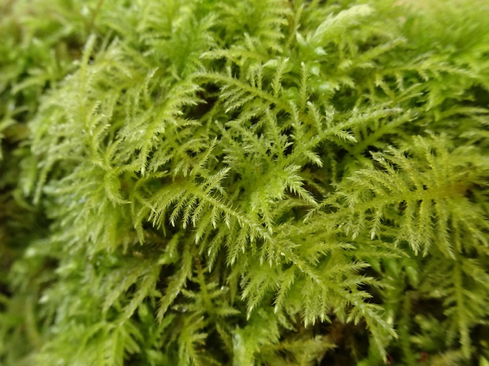 Kindbergia praelonga (Common Feather-moss) (alternate view 12)
