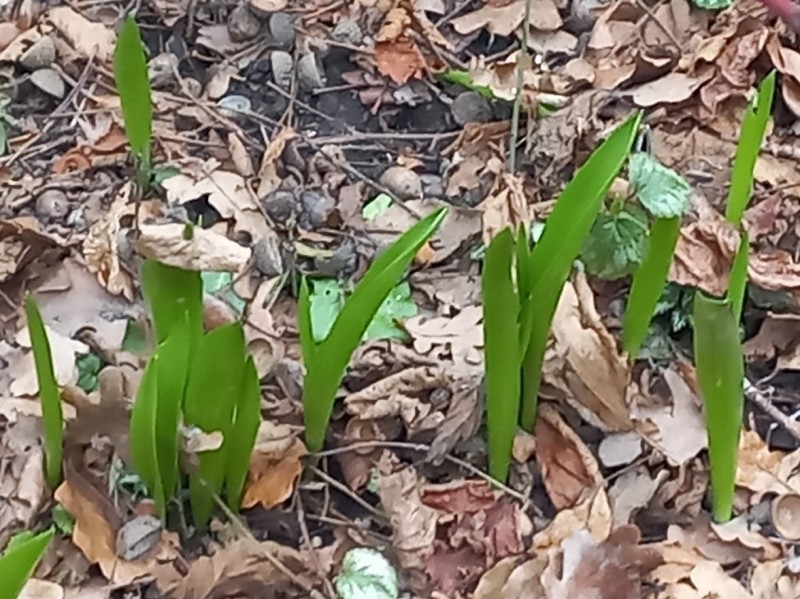 Convallaria majalis (lily of the valley) (alternate view 11)