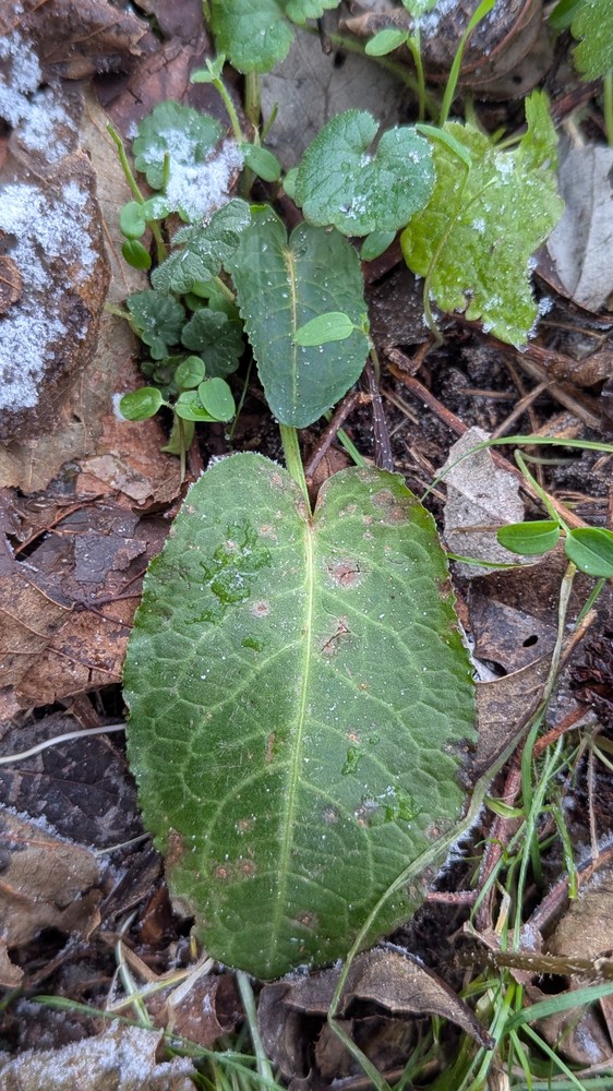 Rumex obtusifolius (broad-leaved dock) (alternate view 12)