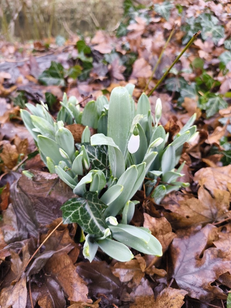 Galanthus elwesii (Giant Snowdrop) (alternate view 11)