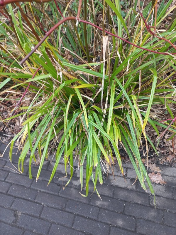 Carex pendula (Hanging sedge) (alternate view 12)