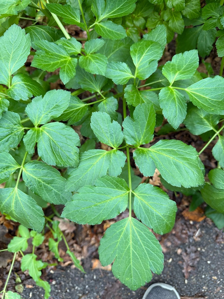 Smyrnium olusatrum (Alexanders) (alternate view 13)