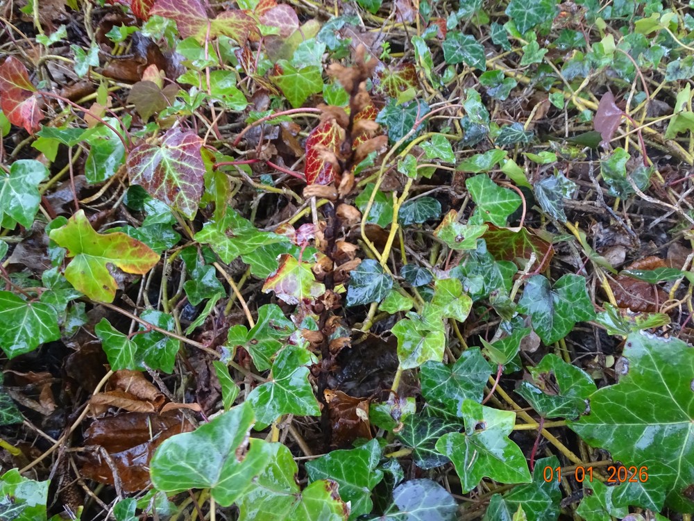 Orobanche (Broomrapes)