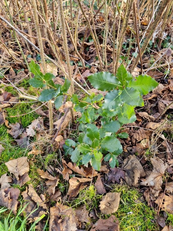 Quercus ilex (holly oak)