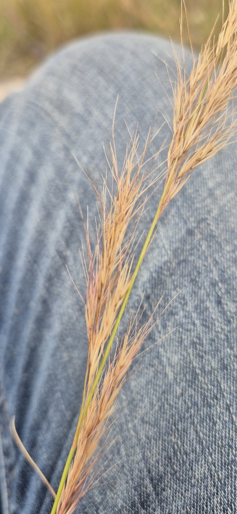 Aristida (threeawns and wiregrasses) (alternate view 2)