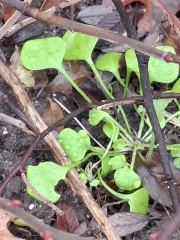 Claytonia perfoliata (Miner's Lettuce)