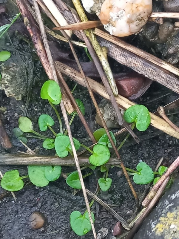 Cochlearia danica (Danish Scurvy-grass) (alternate view 11)