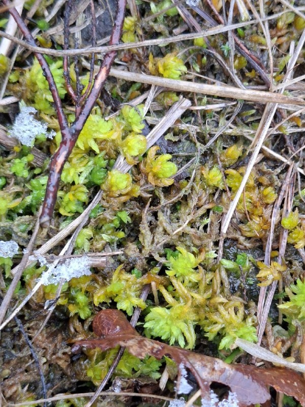 Sphagnum denticulatum (Cow-horn Bog-moss) (alternate view 11)