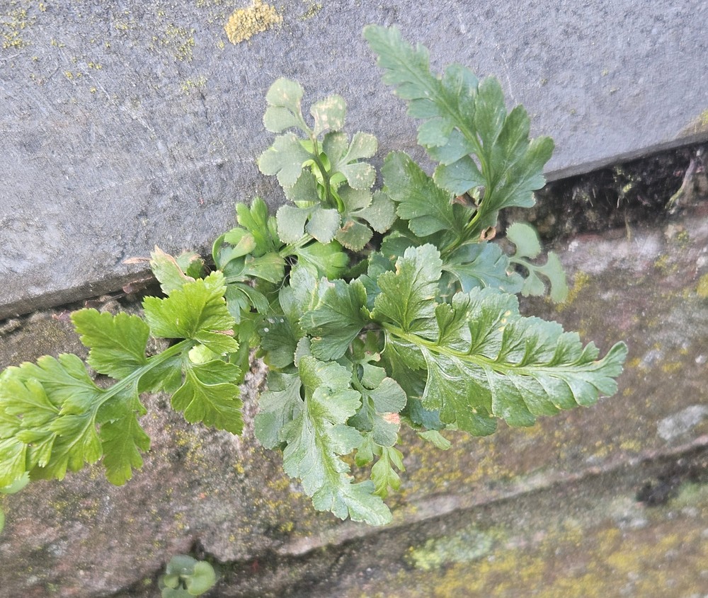 Asplenium adiantum-nigrum (black spleenwort) (alternate view 12)