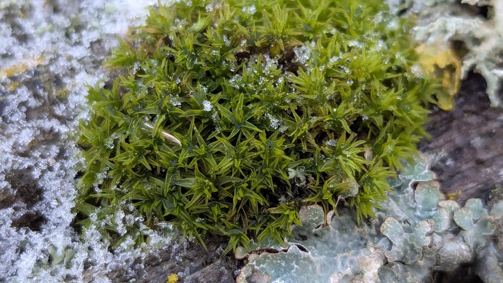 Lewinskya affinis (Wood Bristle-moss) (alternate view 6)
