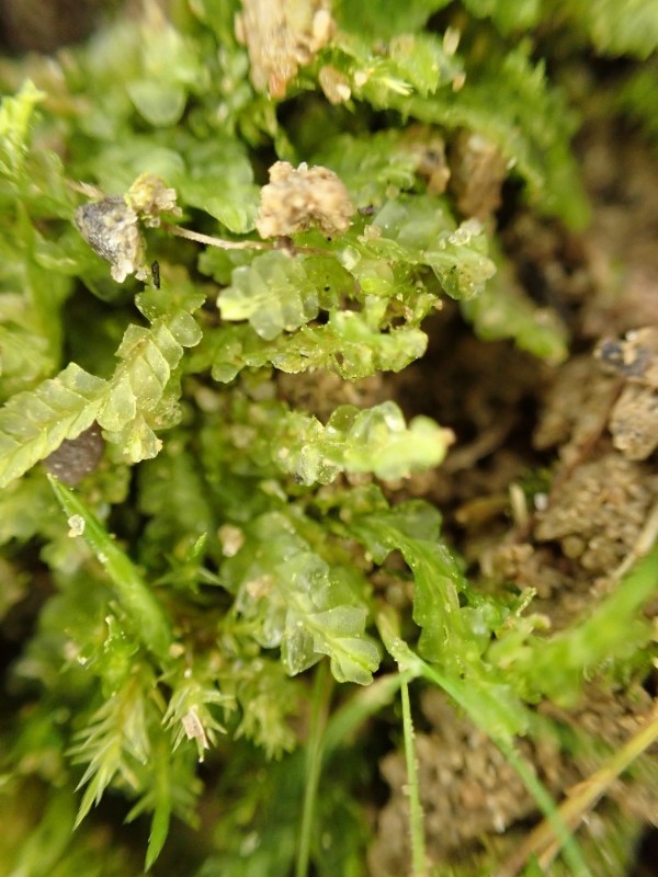 Lophocolea semiteres (Southern Crestwort) (alternate view 11)