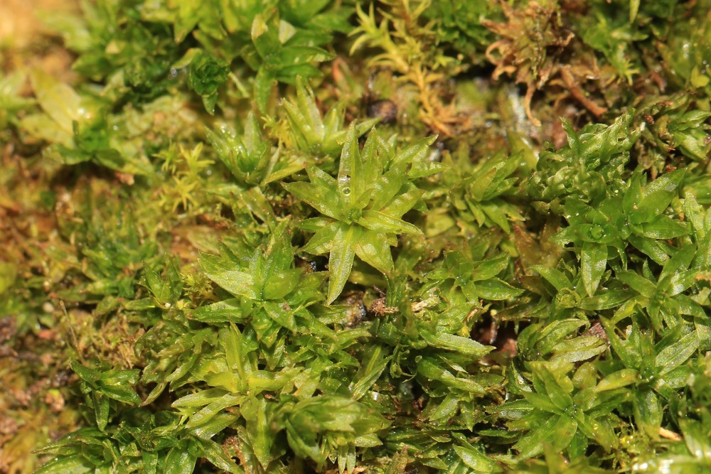 Atrichum undulatum (Catherine's moss) (alternate view 9)