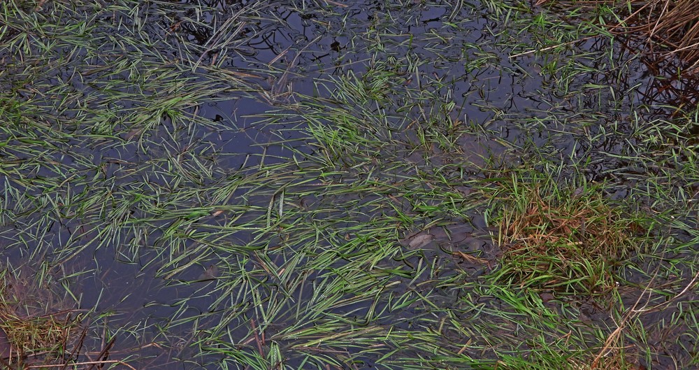 Glyceria fluitans (water manna grass) (alternate view 11)