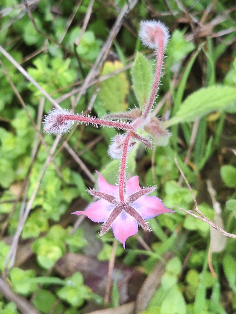 Borago officinalis (borage) (alternate view 13)