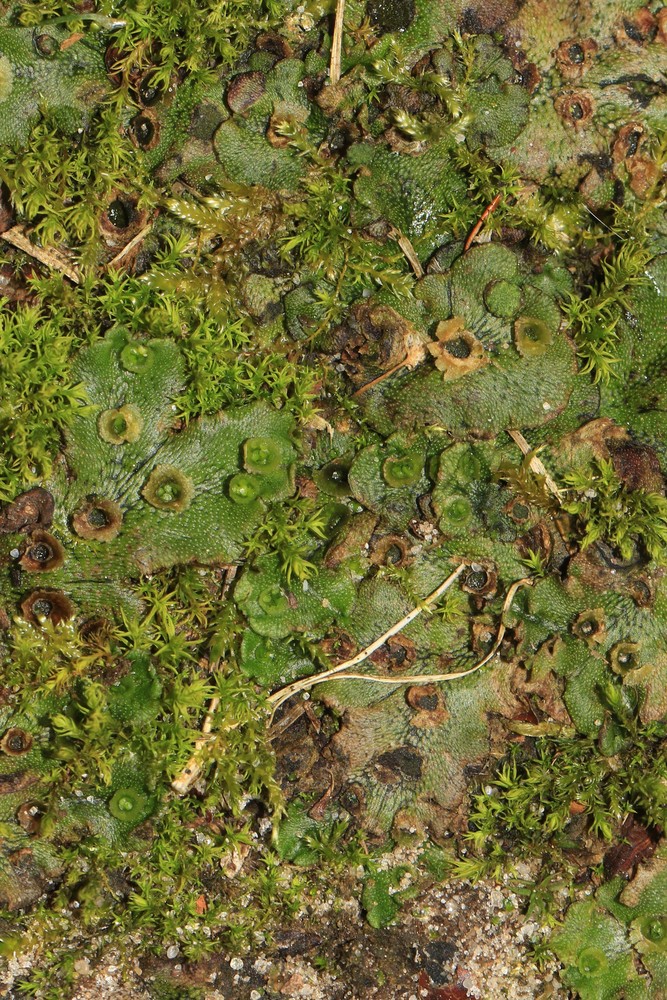 Marchantia