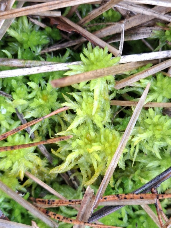 Sphagnum denticulatum (Cow-horn Bog-moss) (alternate view 13)