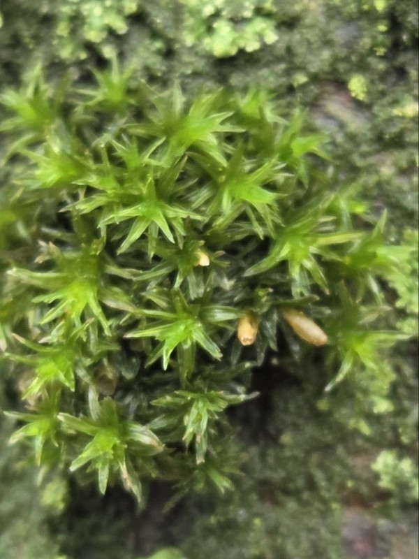 Lewinskya affinis (Wood Bristle-moss) (alternate view 5)