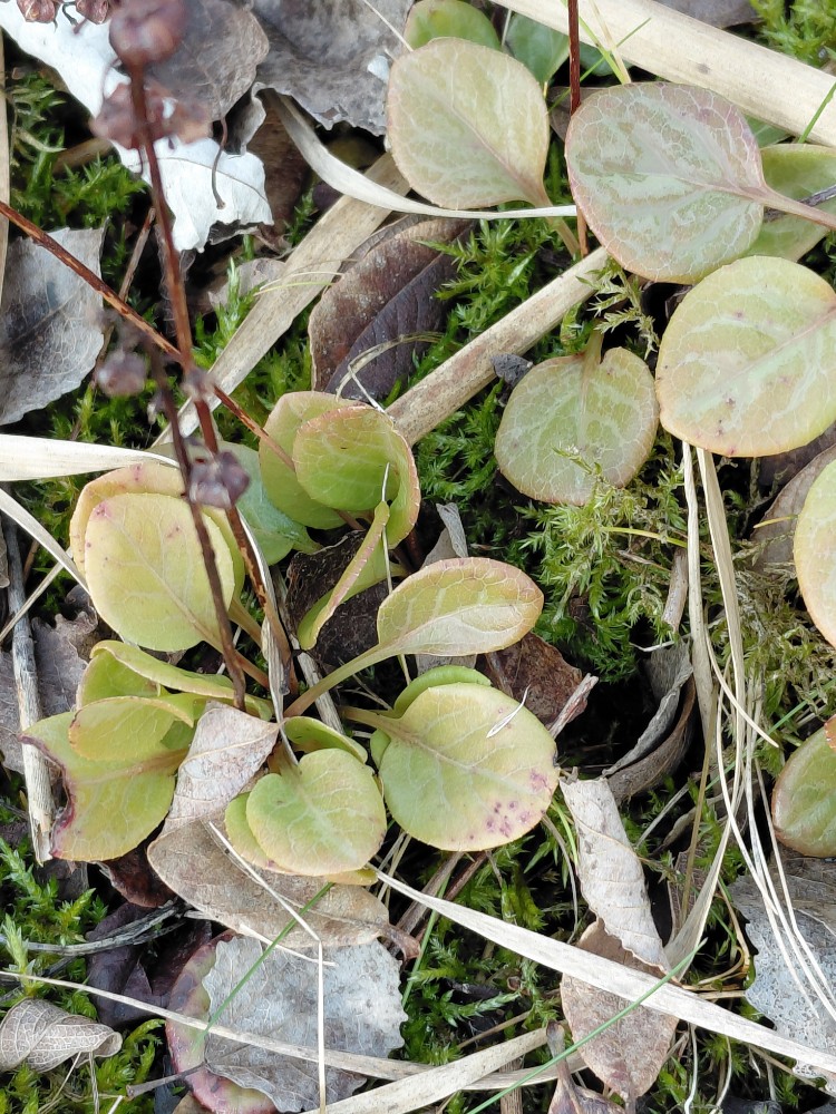 Pyrola (wintergreens) (alternate view 2)