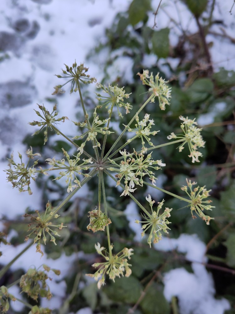 Heracleum (hogweeds)