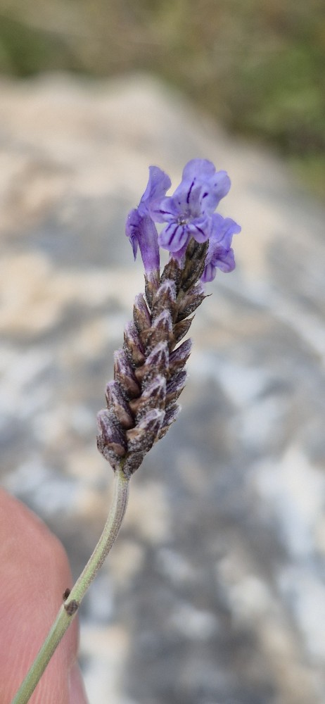 Lavandula (Lavenders) (alternate view 3)