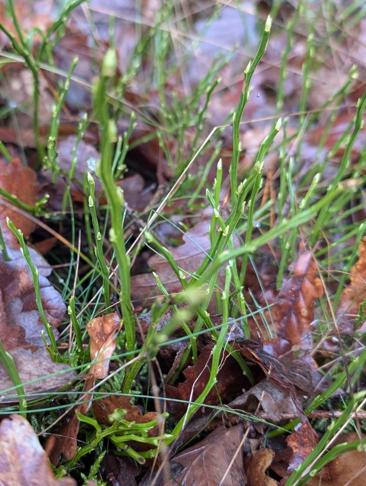 Vaccinium myrtillus (common bilberry) (alternate view 12)