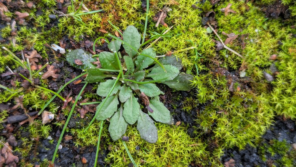 Arabidopsis thaliana (mouse-ear cress) (alternate view 11)