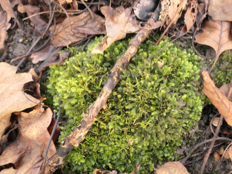 Fissidens taxifolius (Common Pocket-moss) (alternate view 9)