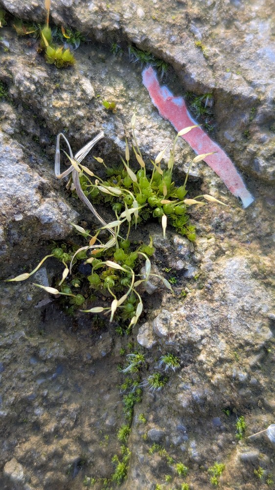 Funaria hygrometrica (Bonfire moss) (alternate view 14)