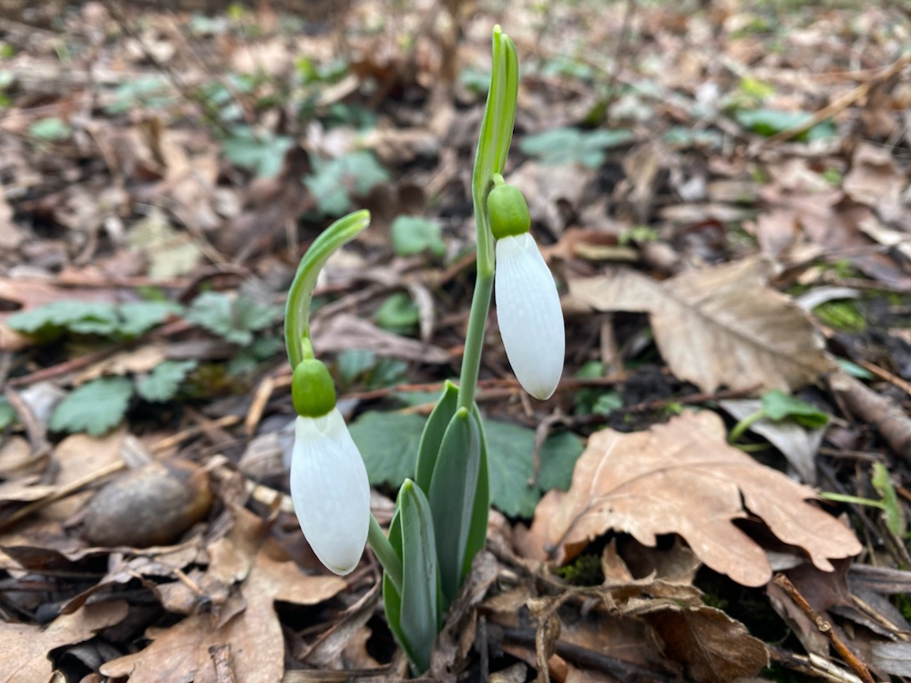 Galanthus elwesii (Giant Snowdrop) (alternate view 12)