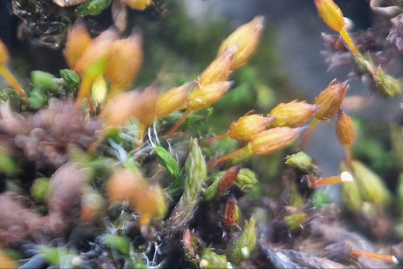 Orthotrichum anomalum (Anomalous Bristle-moss) (alternate view 11)