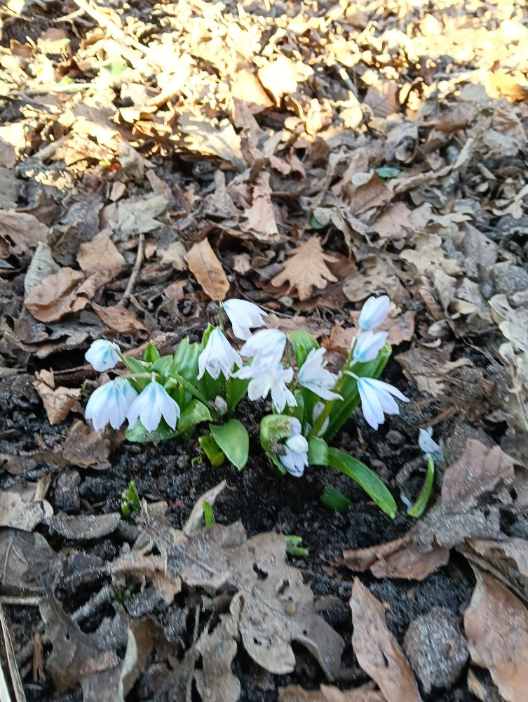 Scilla (Squills)