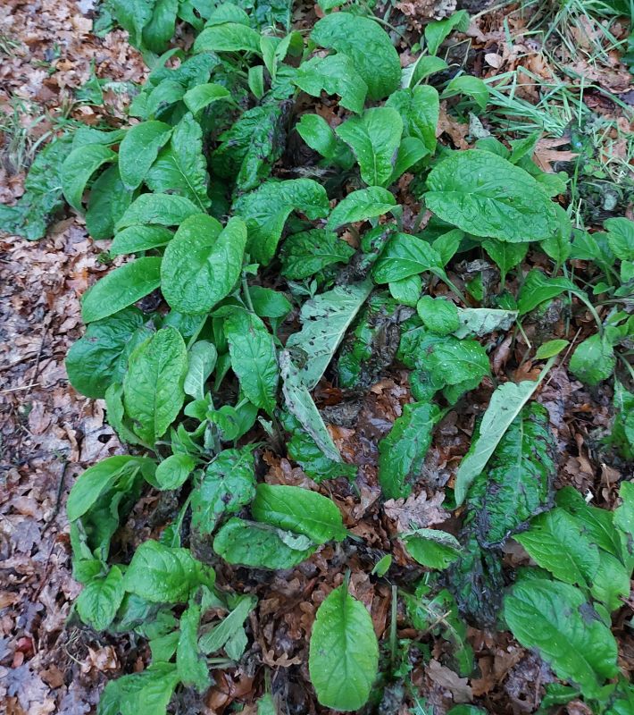 Pentaglottis sempervirens (Green Alkanet) (alternate view 11)
