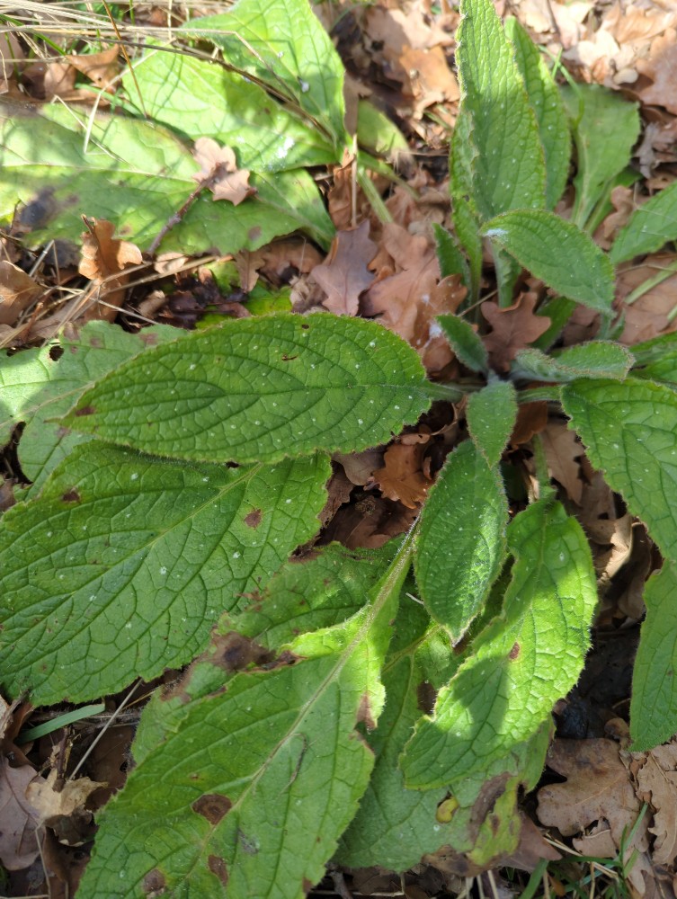 Pentaglottis sempervirens (Green Alkanet) (alternate view 12)