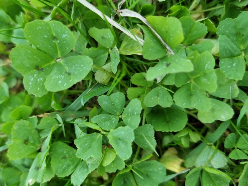 Medicago arabica (Spotted medick) (alternate view 11)
