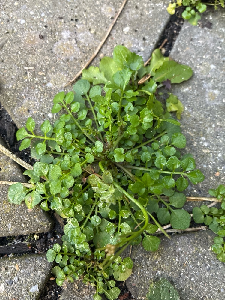 Cardamine hirsuta (shotweed) (alternate view 13)