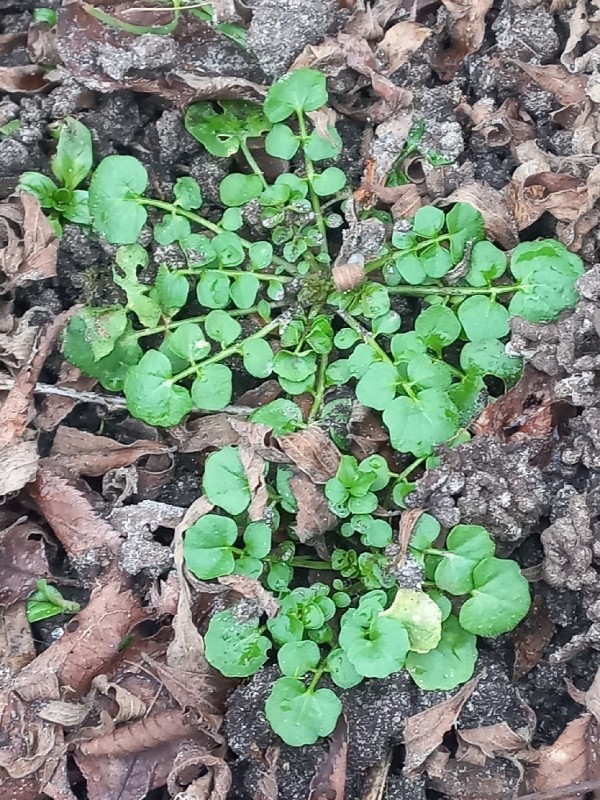 Cardamine hirsuta (shotweed) (alternate view 11)