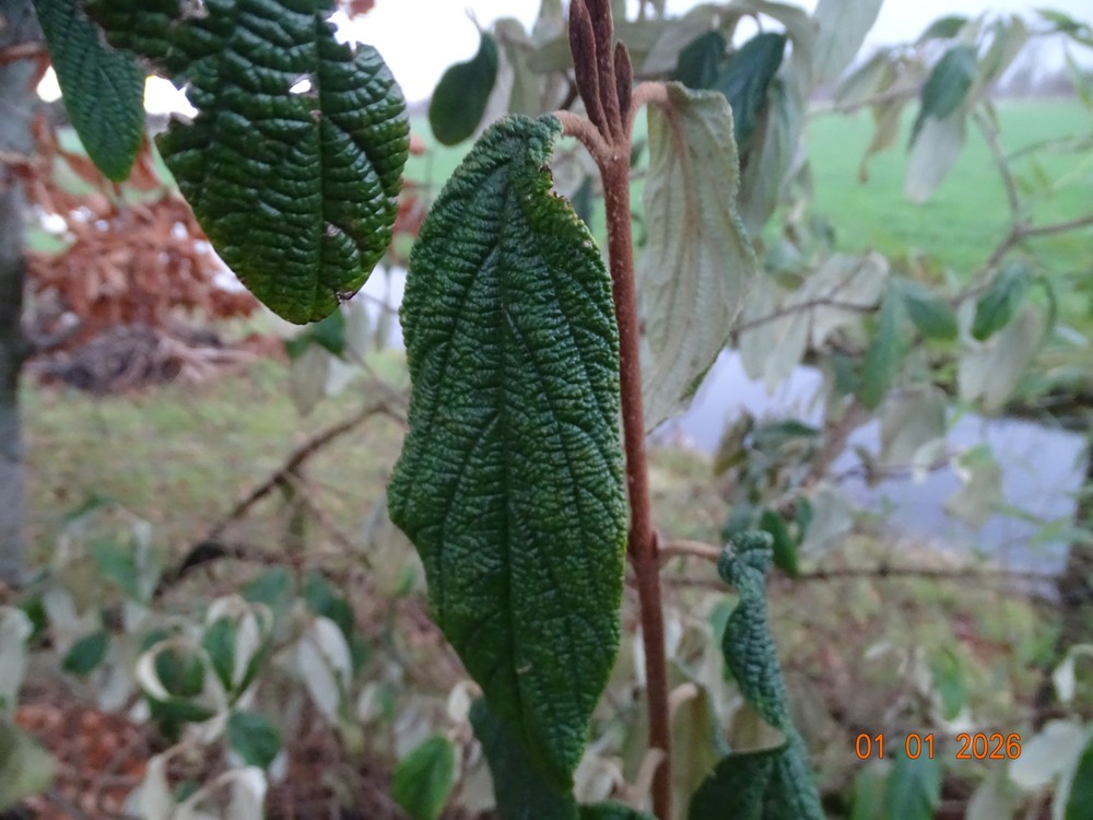 Viburnum rhytidophyllum (leatherleaf viburnum) (alternate view 11)