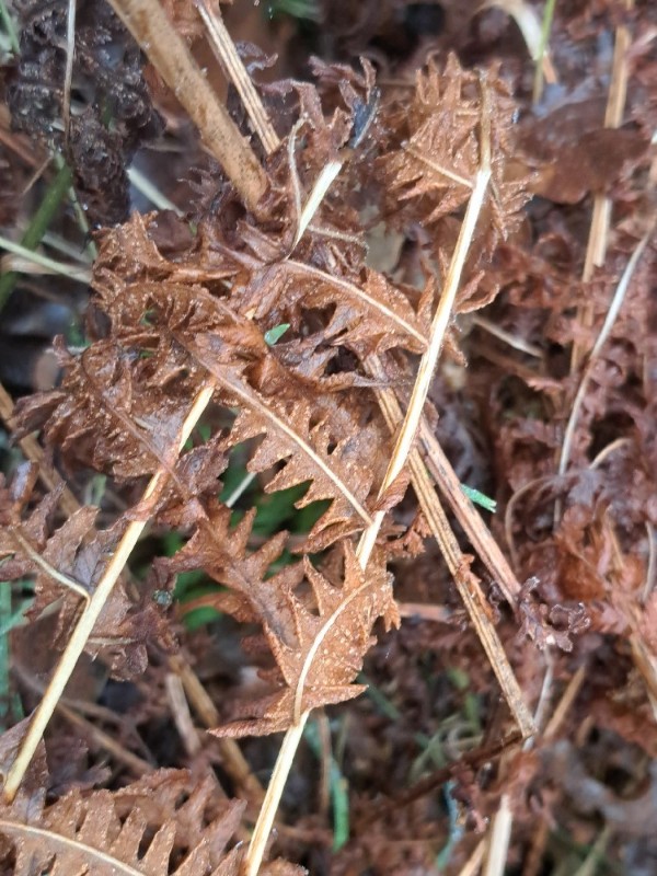 Oreopteris limbosperma (Lemon-scented Fern) (alternate view 11)