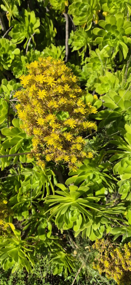Aeonium arboreum (Tree Aeonium) (alternate view 2)