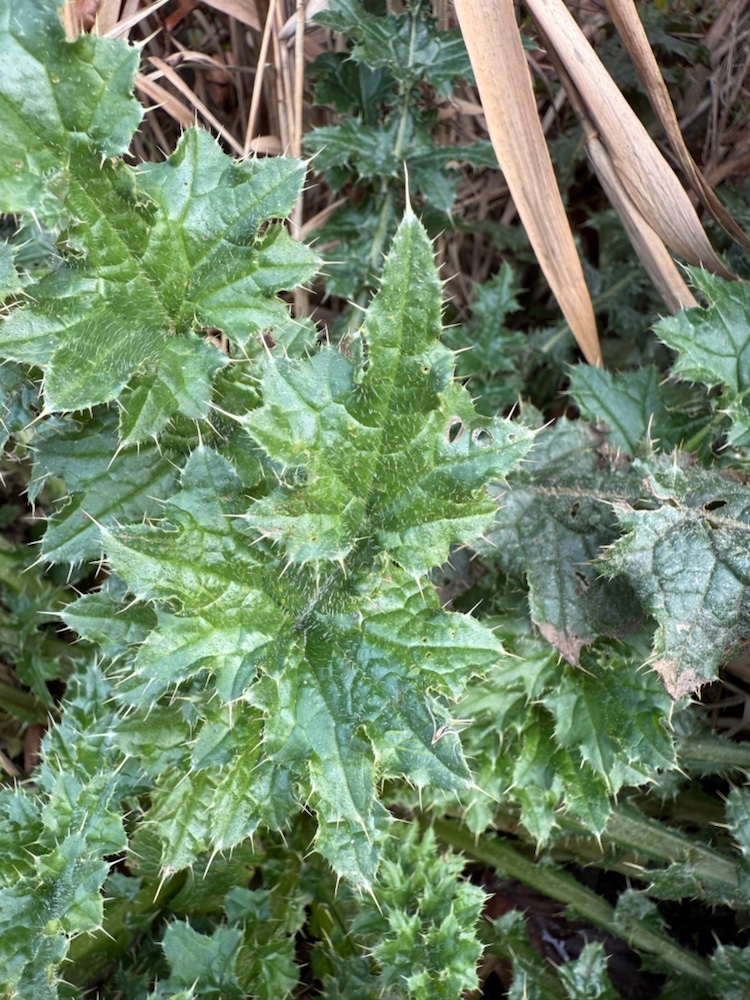 Carduus crispus (Welted Thistle) (alternate view 12)
