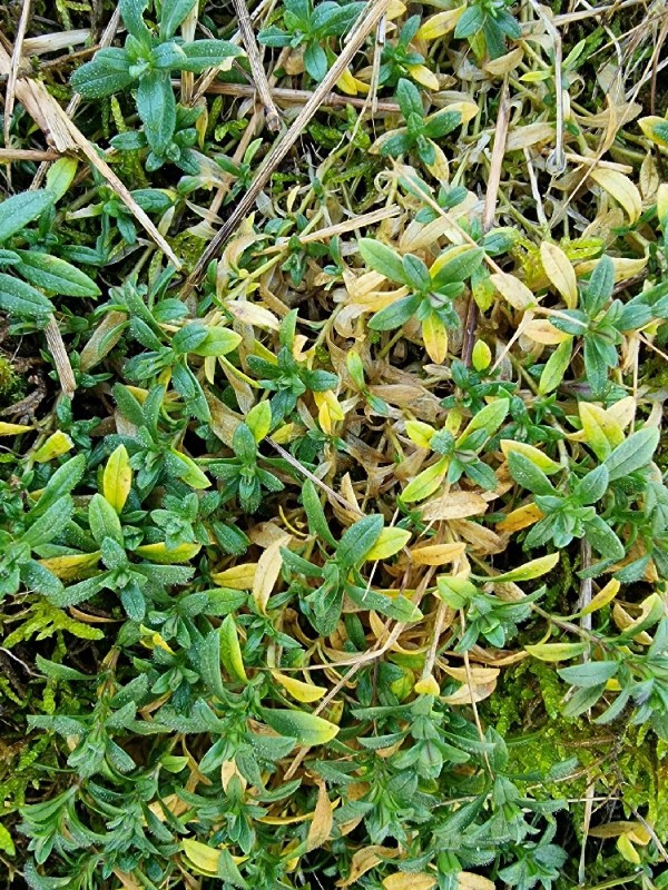 Cerastium arvense (field chickweed) (alternate view 13)