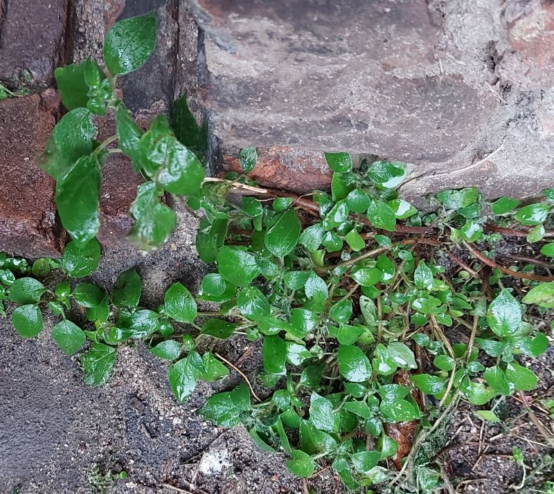 Parietaria judaica (pellitory-of-the-wall) (alternate view 8)