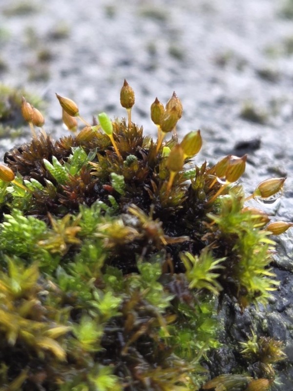 Orthotrichum anomalum (Anomalous Bristle-moss) (alternate view 12)