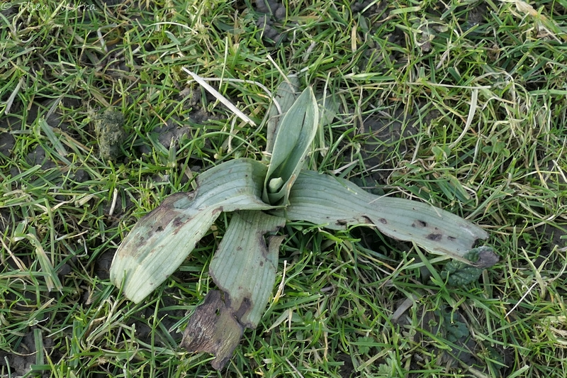 Ophrys apifera (Bee Orchid) (alternate view 7)